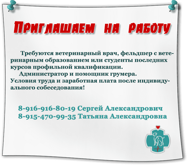 В ветеринарную клинику БиоРитм (Павловская Слобода 20 км. от МКАД по Новорижском шоссе) требуются ветеринарный врач, фельдшер с ветеринарным образованием или студенты последних курсов профильной квалификации. Администратор и помощник грумера.